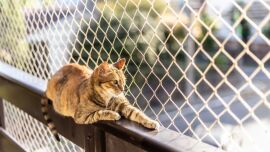 katze_fenster_shutterstock_2124673229