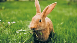kaninchen_shutterstock_1898270584