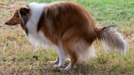 hund_verdauung_shutterstock_544345459
